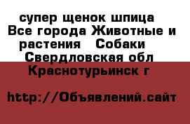 супер щенок шпица - Все города Животные и растения » Собаки   . Свердловская обл.,Краснотурьинск г.